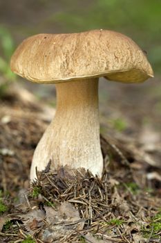 edible mushroom (Boletus edulis Bull) in forest 