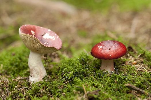 red mushroom inedible ( Russula paludosa) in forest