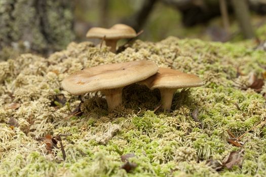 inedible mushrooms (Paxillus involutus) on dry moss