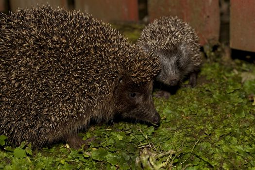 hedgehog female and young sit in garden