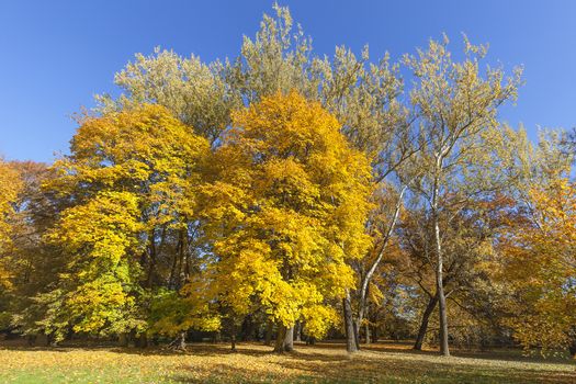 Autumn in the park, colorful trees