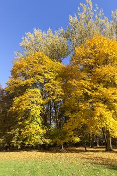 Autumn in the park, colorful trees