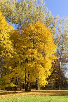 Autumn in the park, colorful trees