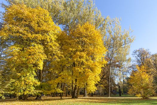 Autumn in the park, colorful trees