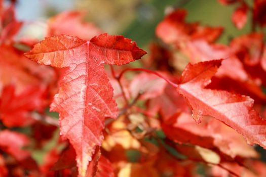 Red foliage