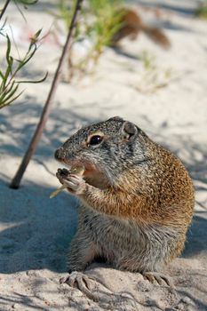 Cute Gopher