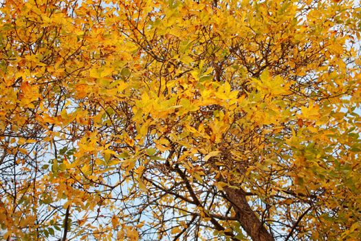 Autumn, yellow foliage