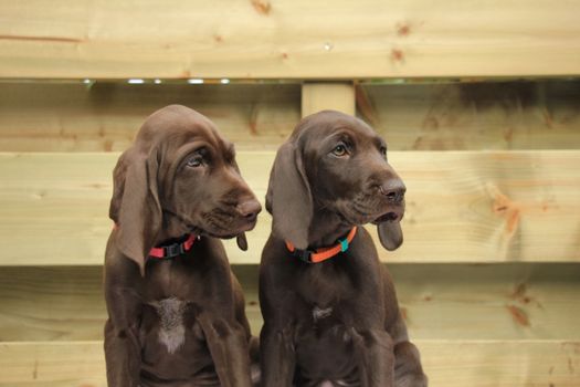 German shorthaired pointer puppies, 8 weeks old, solid liver, sisters