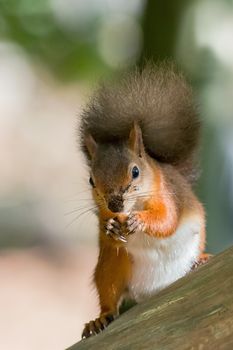 British native Red Squirrel with nut on Brownsea Island, Dorset