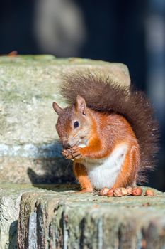 British native Red Squirrel posing on wall on Brownsea Island, Dorset