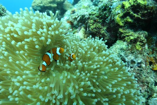 coral life diving Papua New Guinea Pacific Ocea