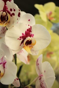 Phalaenopsis orchid in white with pink dots