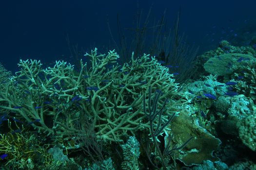 coral life diving Papua New Guinea Pacific Ocea