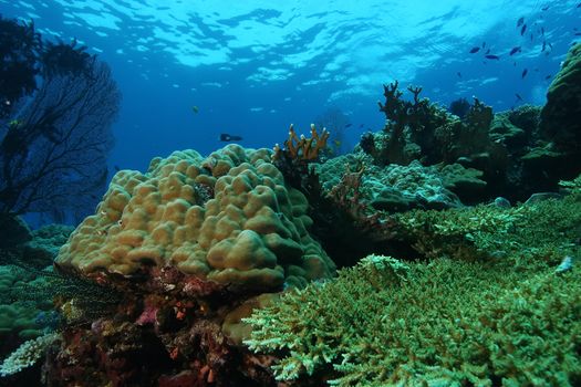 coral life diving Papua New Guinea Pacific Ocea