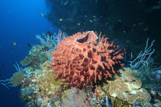 coral life diving Papua New Guinea Pacific Ocea