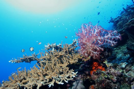 coral life diving Papua New Guinea Pacific Ocea