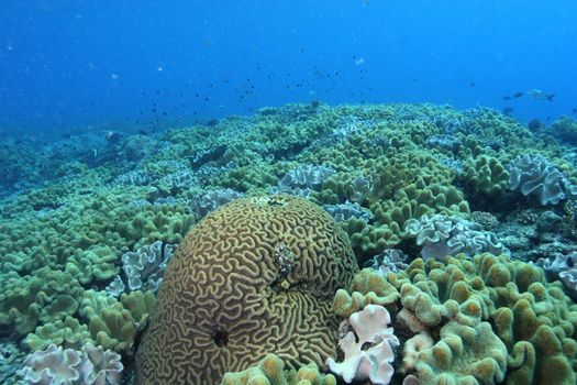 coral life diving Papua New Guinea Pacific Ocea