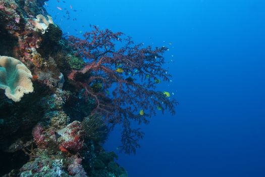 coral life diving Papua New Guinea Pacific Ocea