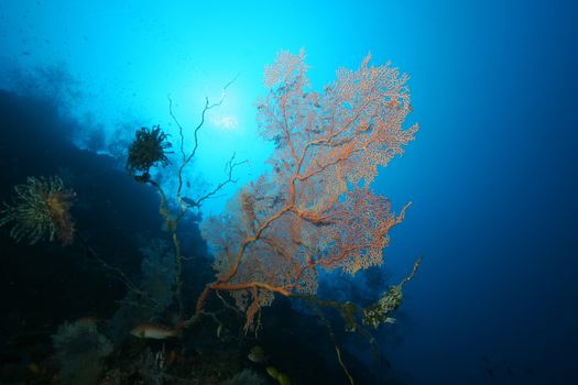 coral life diving Papua New Guinea Pacific Ocea