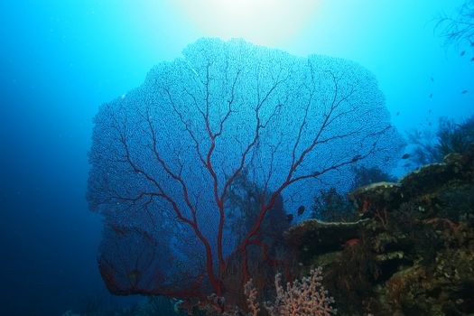 coral life diving Papua New Guinea Pacific Ocea