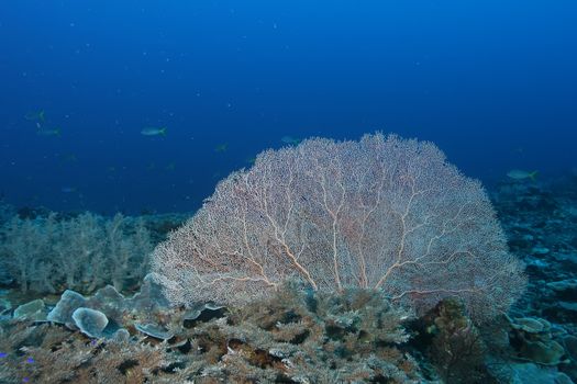 coral life diving Papua New Guinea Pacific Ocea