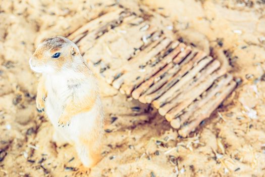 Selective Focus Prairie Dog in zoo