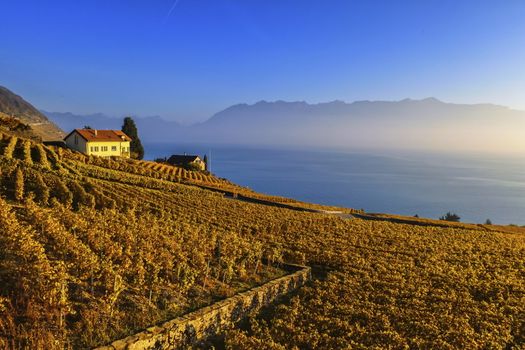 Lavaux region with vineyard and Geneva lake by autumn sunset, Vaud, Switzerland