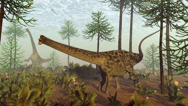 Diplodocus dinosaurs walking among araucaria trees by day - 3D render