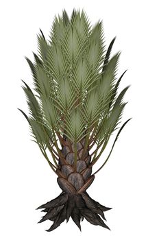 Palmtree, palm tree isolated in white background - 3D render