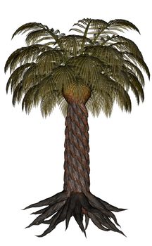 Palmtree, palm tree isolated in white background - 3D render