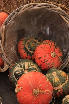 Fresh harvested pumpkins for decorative purposes