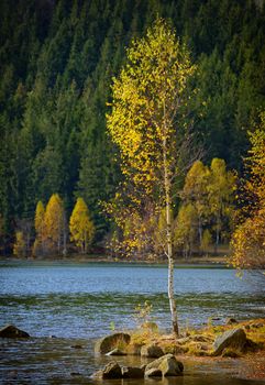 Alone birch tree on Lake Saint Ann