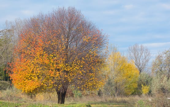 Lonely autumn cherry tree