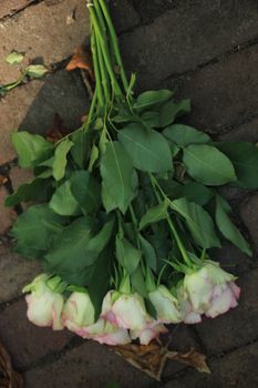 Pink roses on the pavement of  cemetery