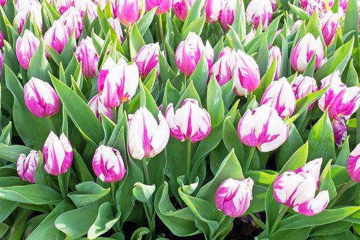 Blossoming tulilps in Amsterdam the Netherlands