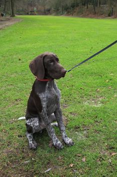 Young German shorthaired Pointer male, four months old