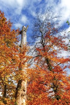 Colorful autumn trees and trunks by day