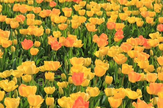 Yellow and orange tulips in a sunny field