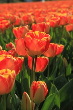 Yellow and orange tulips in a sunny field