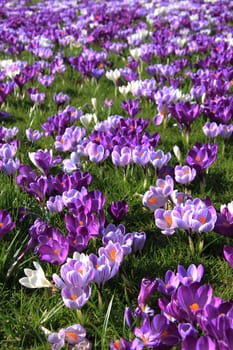 Purple and white crocuses on a field