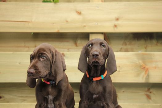 German shorthaired pointer puppies, 8 weeks old, solid liver, sisters