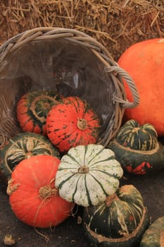 Fresh harvested pumpkins for decorative purposes