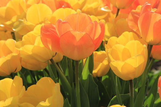 Yellow and orange tulips in a sunny field