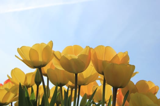 Yellow and orange tulips in a sunny field