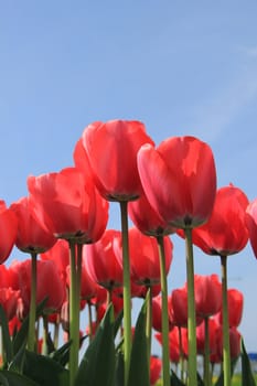 Pink tulips in a sunny field, flower industry