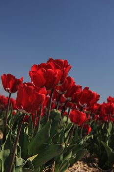 Red tulips on a field against a clear blue sky