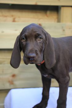 German shorthaired pointer puppy, 8 weeks old solid liver female