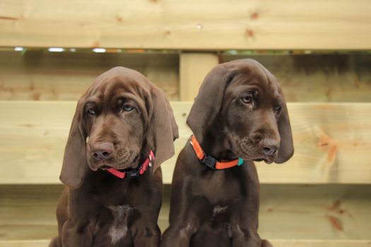 German shorthaired pointer puppies, 8 weeks old, solid liver, sisters