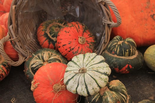 Fresh harvested pumpkins for decorative purposes
