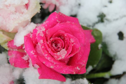 Big pink rose, covered with fresh snowflakes